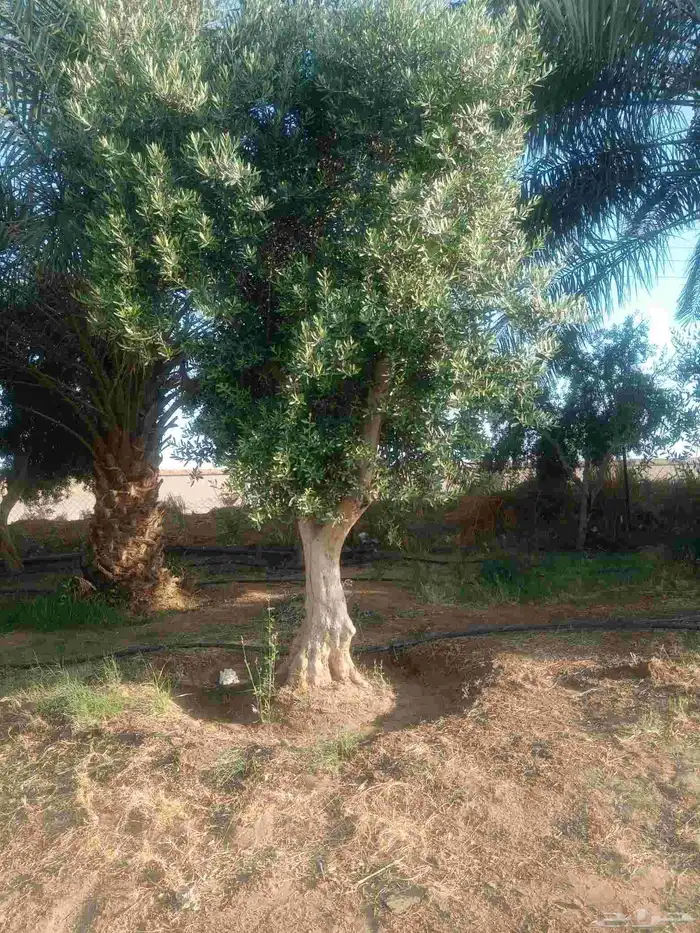 اشجار زيتون 2
