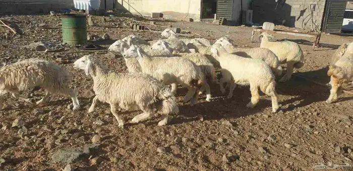 ذبايح حري سواكني تيوس يوجد خدمة ذبح تقطيع توصيل شاهد التقييم 7