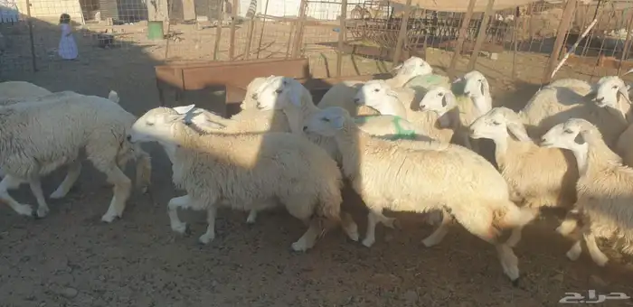 ذبايح حري سواكني تيوس يوجد خدمة ذبح تقطيع توصيل شاهد التقييم 3