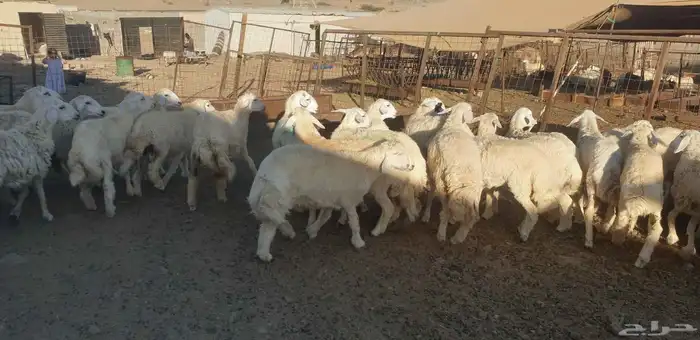 ذبايح حري سواكني تيوس يوجد خدمة ذبح تقطيع توصيل شاهد التقييم 5