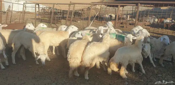 ذبايح حري سواكني تيوس مسلخ بالموقع يوجد خدمة ذبح توصيل 8