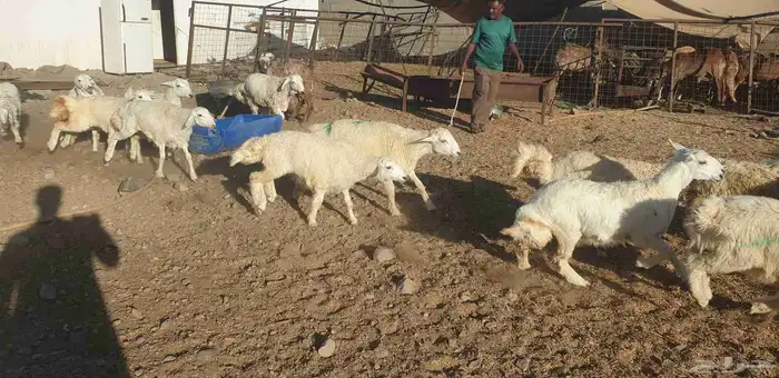 ذبايح حري سواكني عقيقه صدقه ثلاجه مناسبه ذبح وتقطيع وتوصيل 5