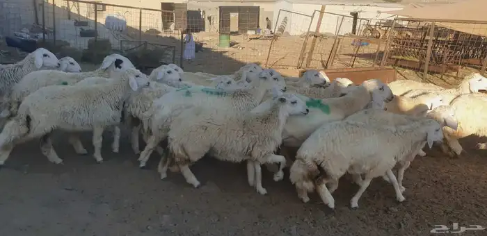 ذبايح حري سواكني تيوس مسلخ بالموقع يوجد خدمة ذبح توصيل 7