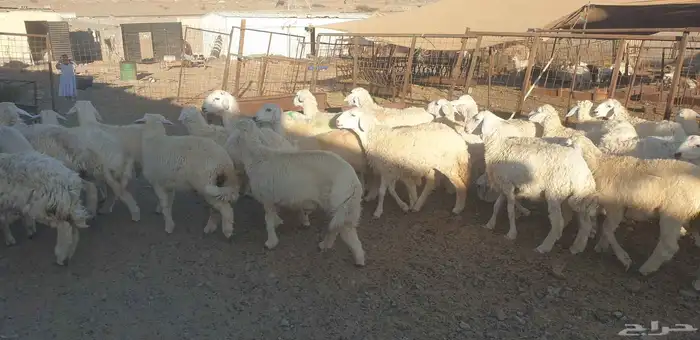 ذبايح حري سواكني تيوس يوجد خدمة ذبح تقطيع توصيل شاهد التقييم 6