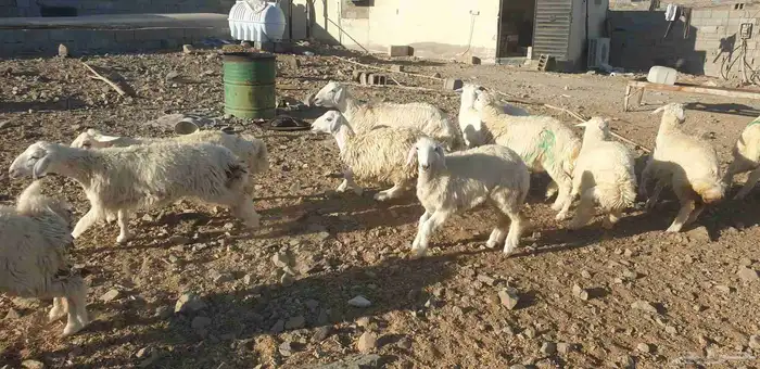 ذبايح حري سواكني تيوس يوجد خدمة ذبح تقطيع توصيل شاهد التقييم 9