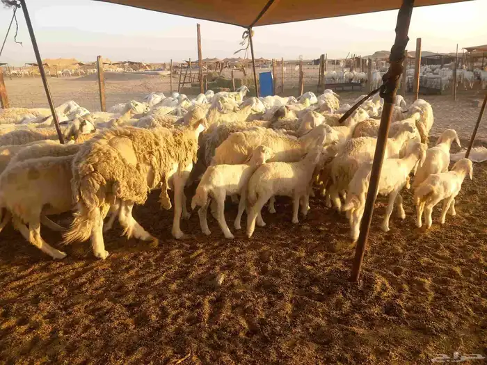 اذكر الله وصلي علي النبي العدد 65 معها 42 1