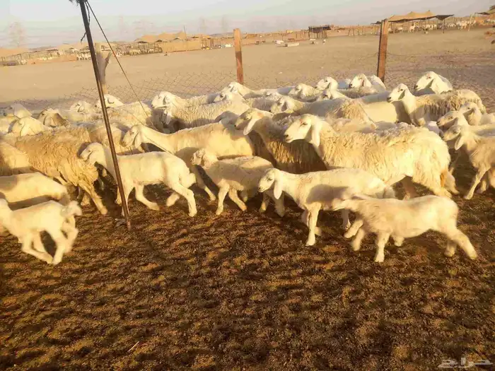 اذكر الله وصلي علي النبي العدد 65 معها 42 2