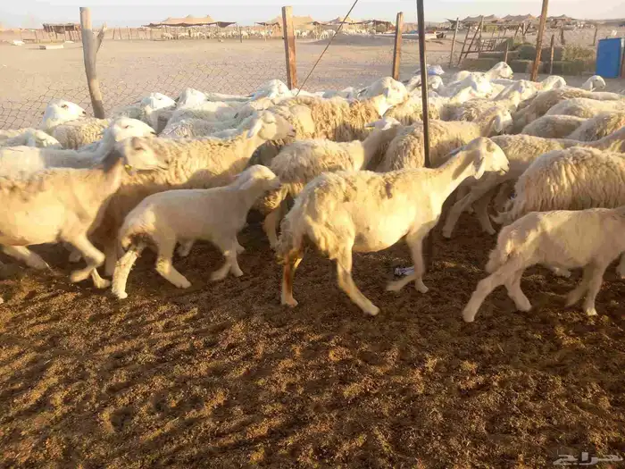 اذكر الله وصلي علي النبي العدد 65 معها 42 5