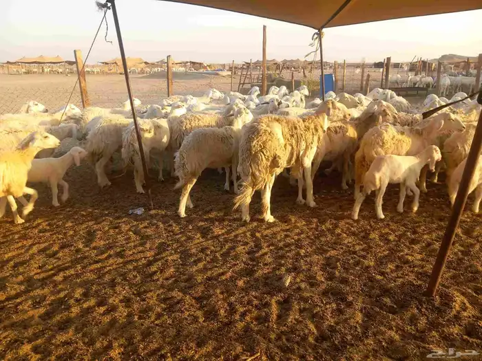 اذكر الله وصلي علي النبي العدد 65 معها 42 3