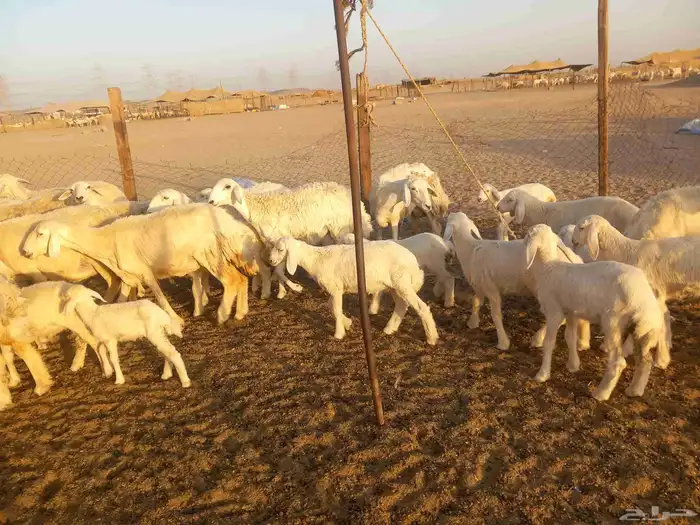 اذكر الله وصلي علي النبي العدد 65 معها 42 6