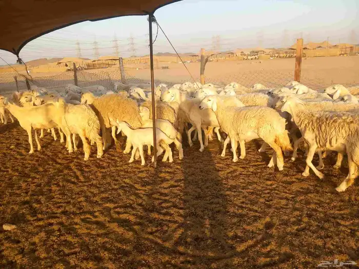 اذكر الله وصلي علي النبي العدد 65 معها 42 0