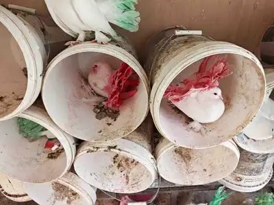 رقاصي عشه واحدة سليمه تقريبا 15جوز 2