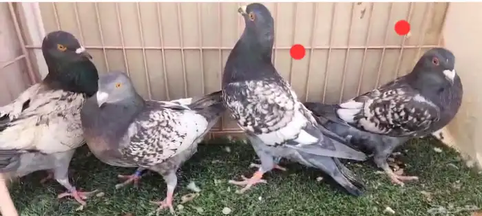 حمام زاجل فراشة 1