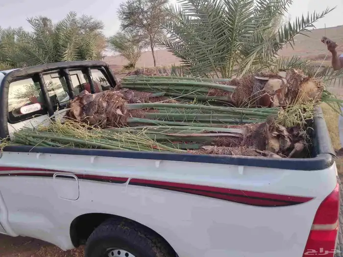 يوجد لدينا جميع انواع النخيل وجميع مقاساته 0