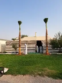 نخل واشنطن للبيع 2