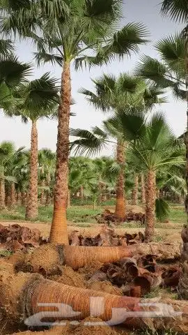 نخل واشنطن للبيع 0