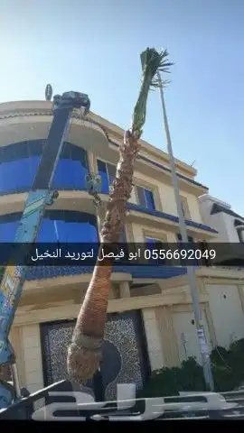 نخل واشنطن للبيع 1