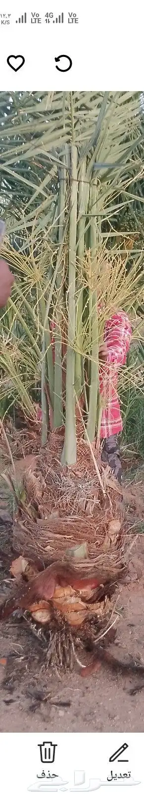 يوجد لدينا جميع انواع النخيل وجميع مقاساته 1