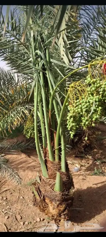 توريد جميع انواع النخيل 3