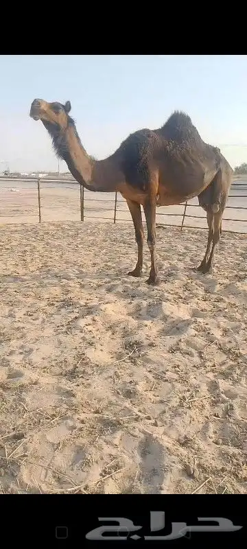 لقحه له 5شهور وسلم العدريب شرط وهديه 1