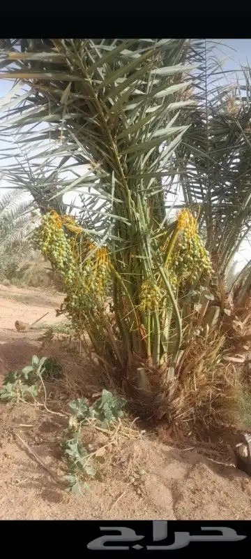 توريد جميع انواع النخيل 6