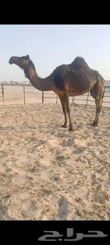 لقحه له 5شهور وسلم العدريب شرط وهديه 2