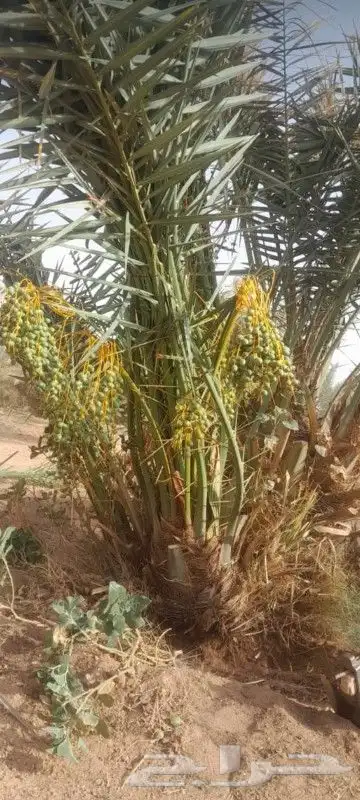 توريد جميع انواع النخيل 5