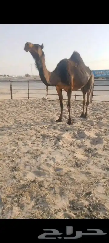 لقحه له 5شهور وسلم العدريب شرط وهديه 0