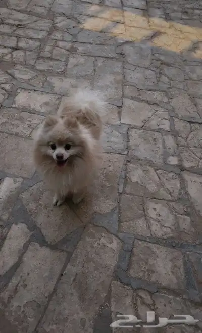 كلب بومرينيان تيدي فيس Pomeranian 3