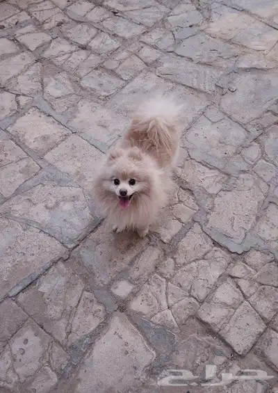 كلب بومرينيان تيدي فيس Pomeranian 4