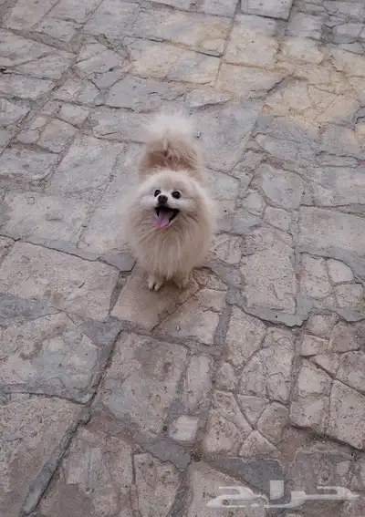 كلب بومرينيان تيدي فيس Pomeranian 1
