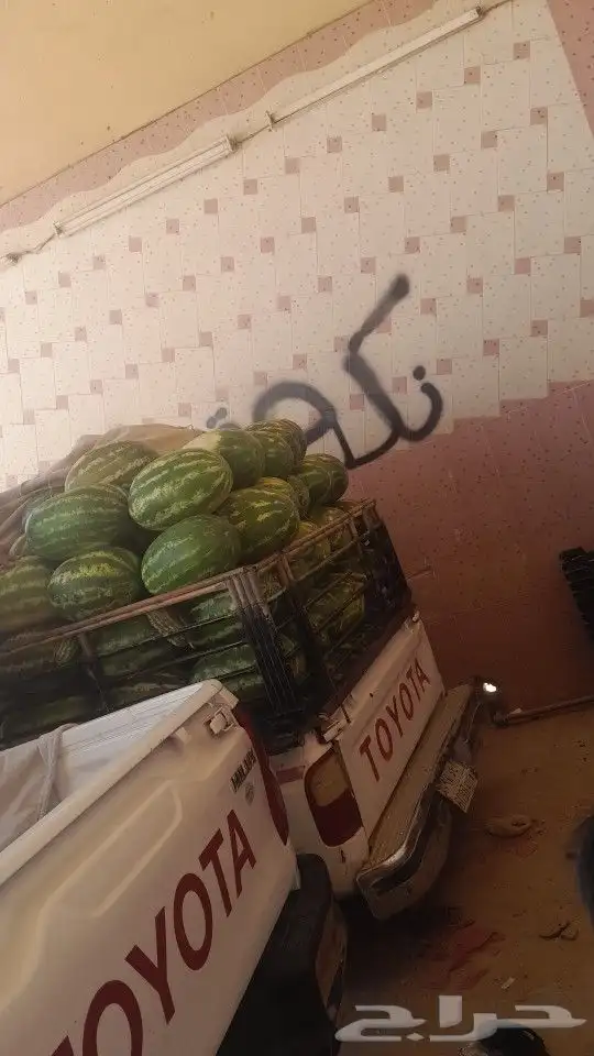 حبحب علا الشرط 1