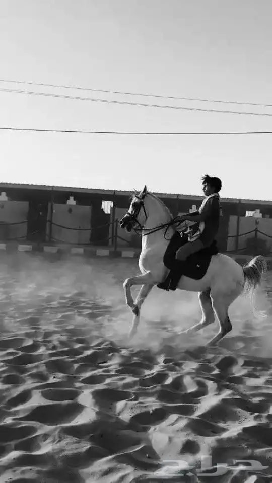 مدرب مبدداين وتشغيل خيل وقد ابر وجراحه 4
