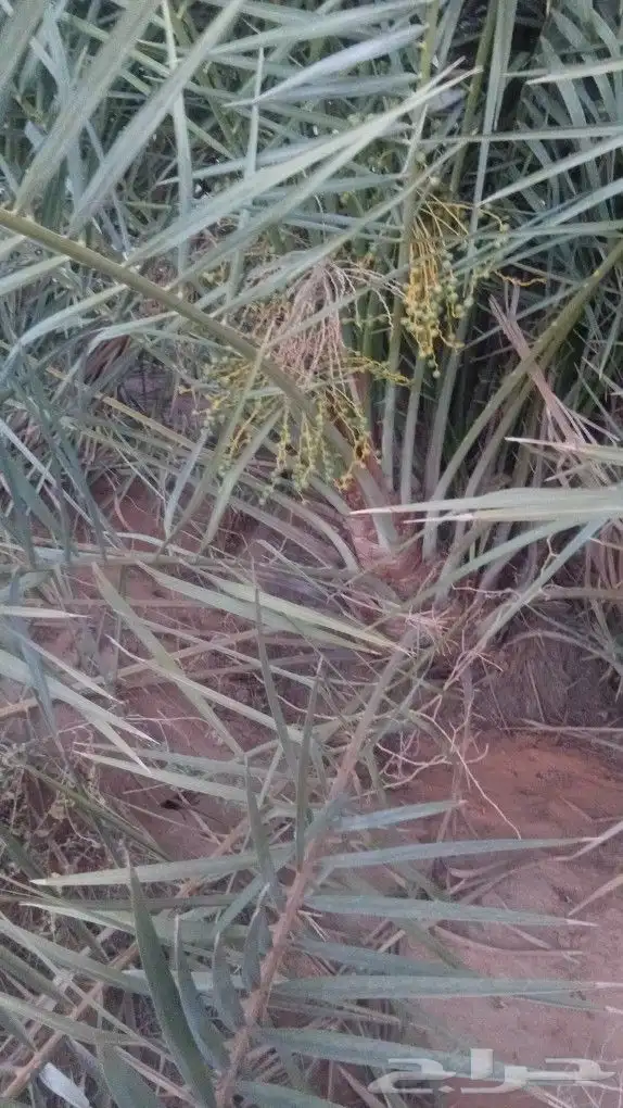 توريد جميع انواع النخيل 7