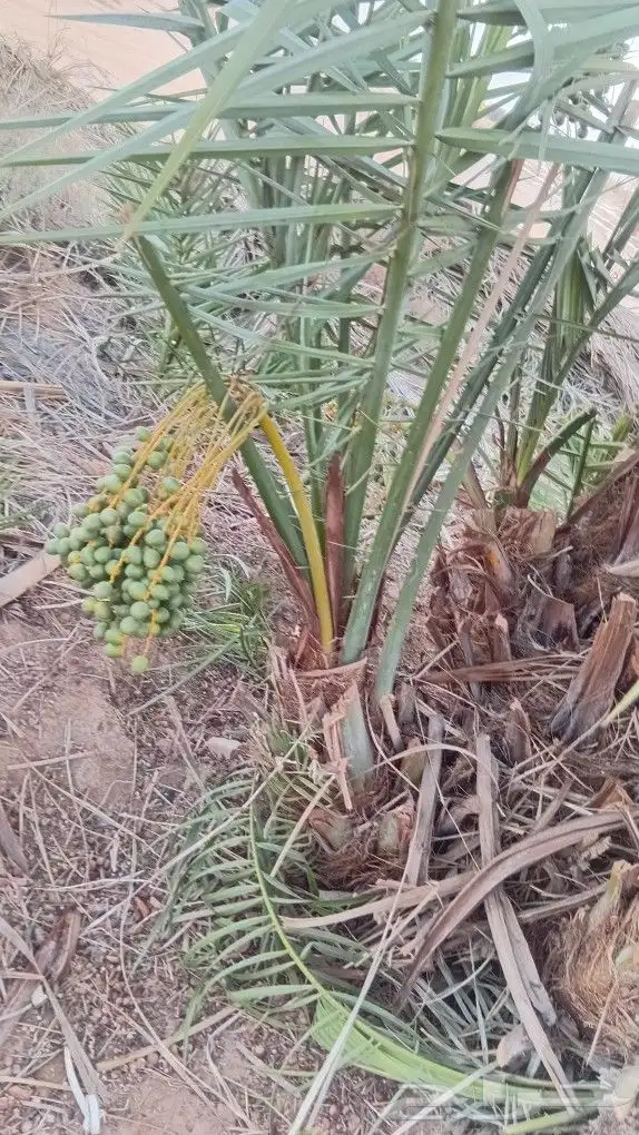 توريد جميع انواع النخيل 8