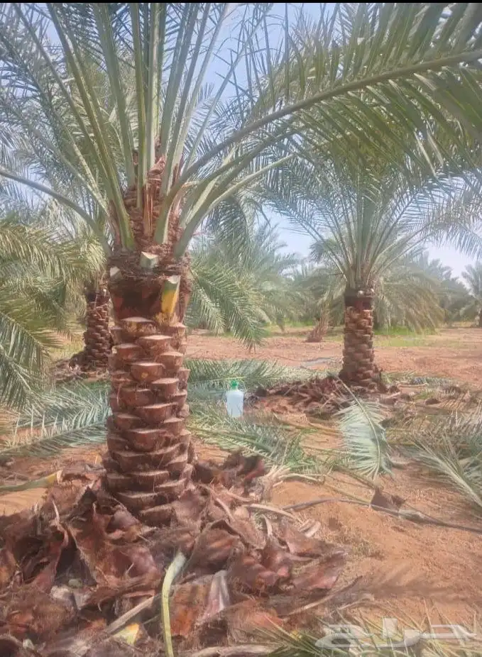 يوجد لدينا جميع انواع النخيل وجميع مقاساته 5