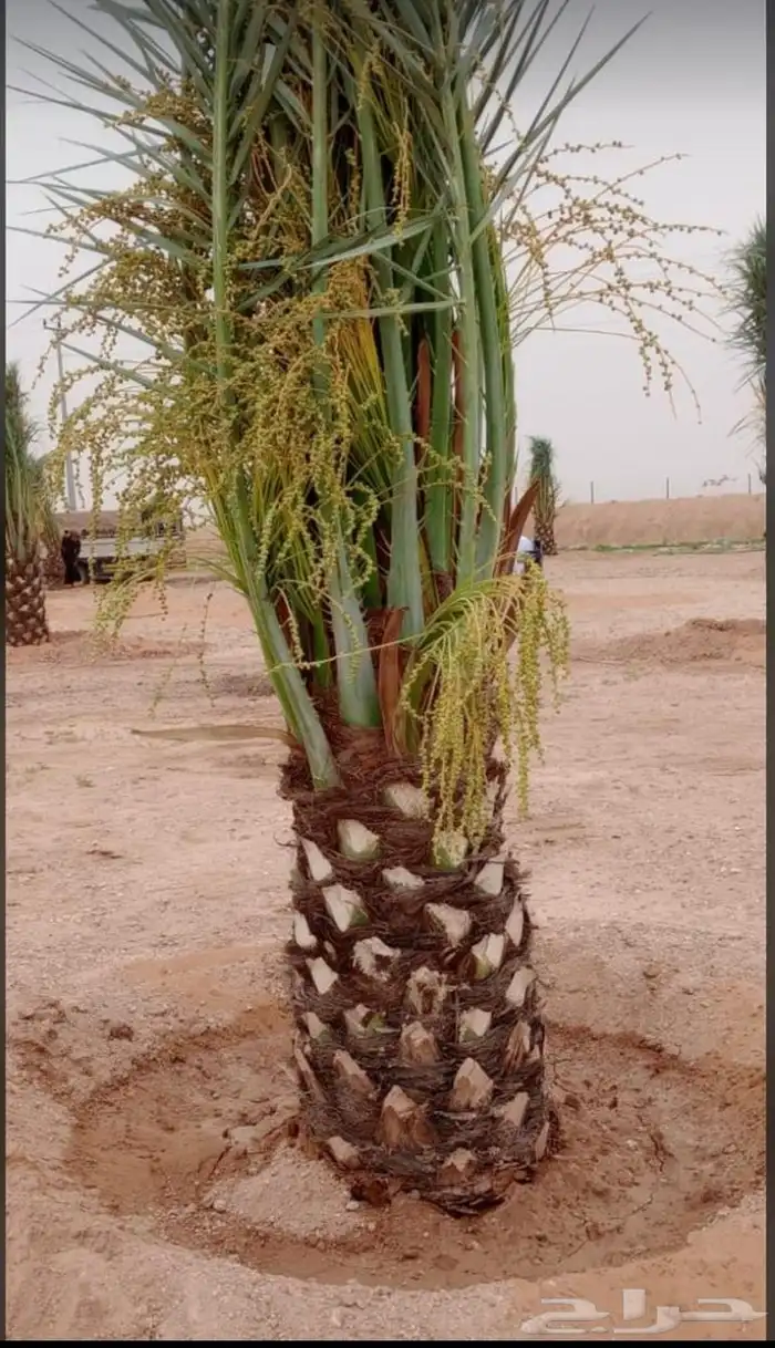يوجد لدينا جميع انواع النخيل وجميع مقاساته 4