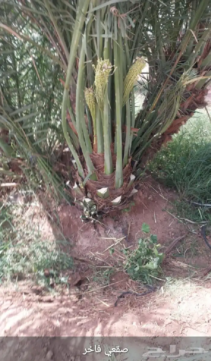 توريد جميع انواع النخيل المثمر 1