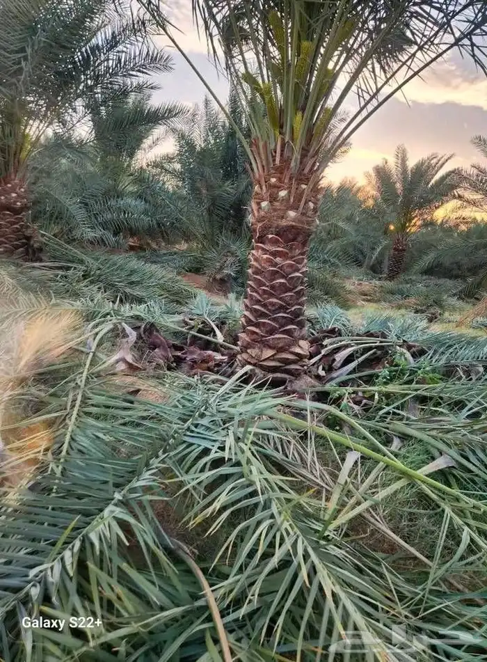 يوجد لدينا جميع انواع النخيل وجميع مقاساته 3