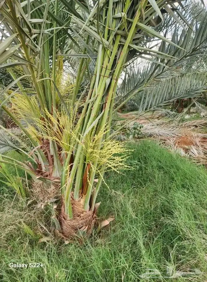 يوجد لدينا جميع انواع النخيل وجميع مقاساته 2