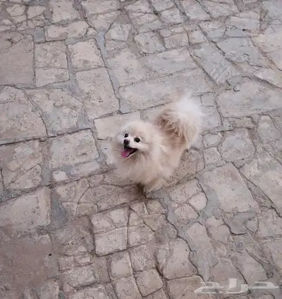 كلب بومرينيان تيدي فيس Pomeranian 2