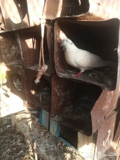 حمام للبيع العدد 29 1