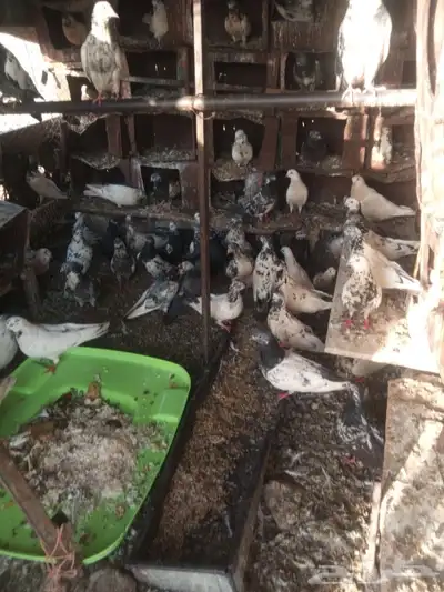 حمام للبيع العدد 29 3