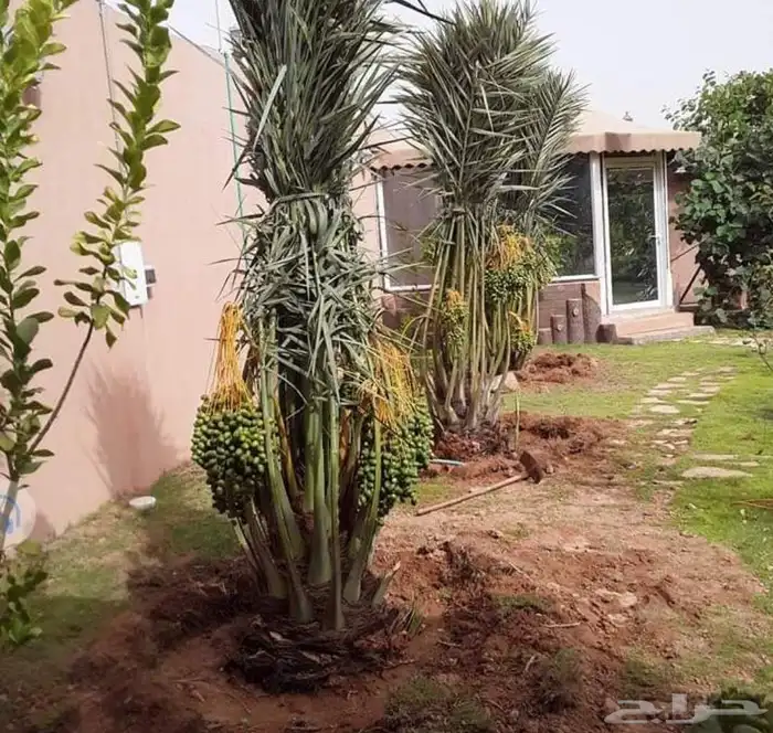 نخل طيب 2