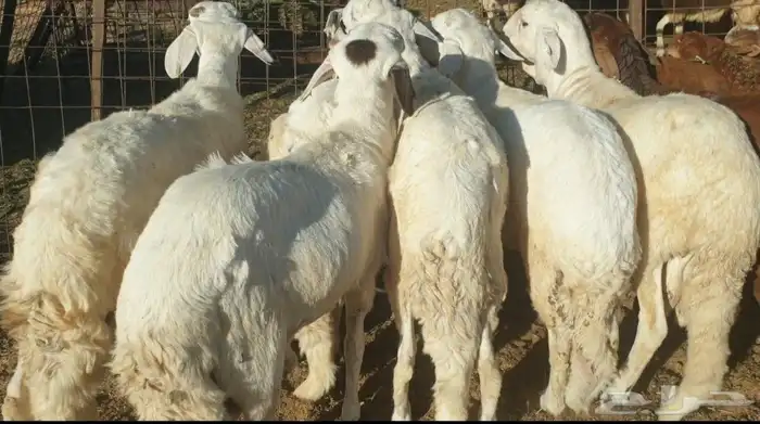 ذبايح حري سواكني زواج مناسبه عقيقه صدقه شاهد تقييمات 3