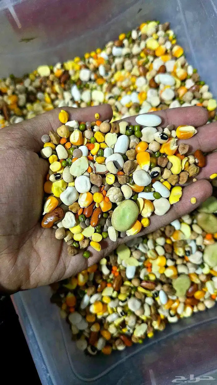 منقوع للطيور غني بالعناصر الغذائية 1