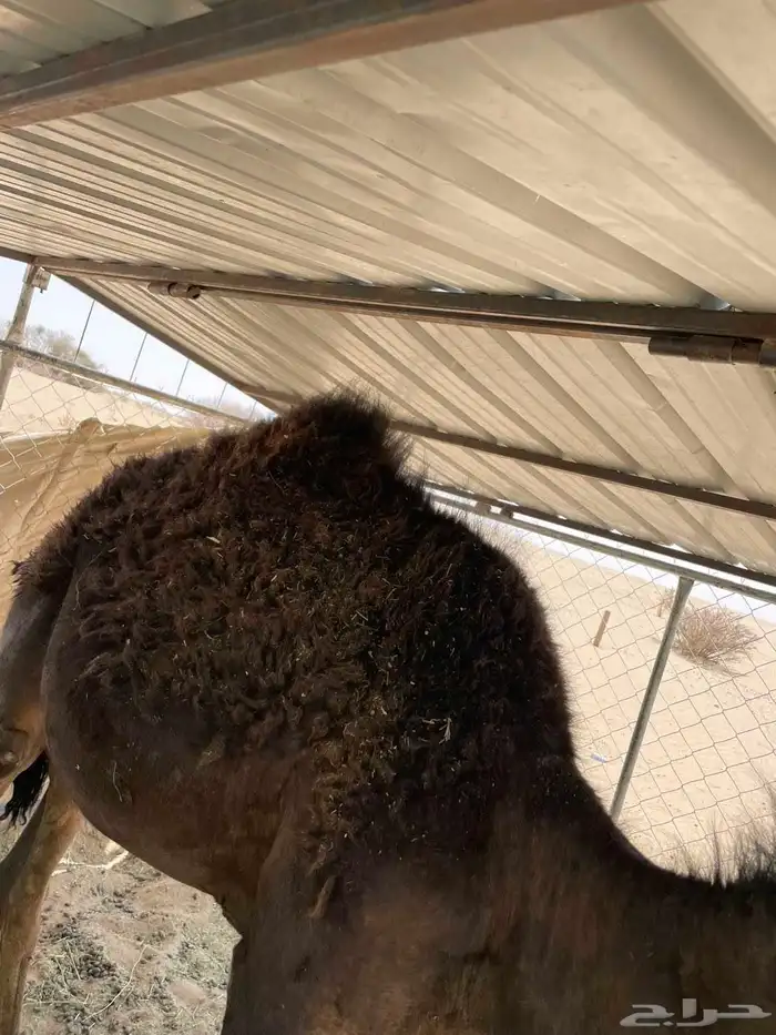 قعود كفو سمين صحه سليم وتواصل علا 4