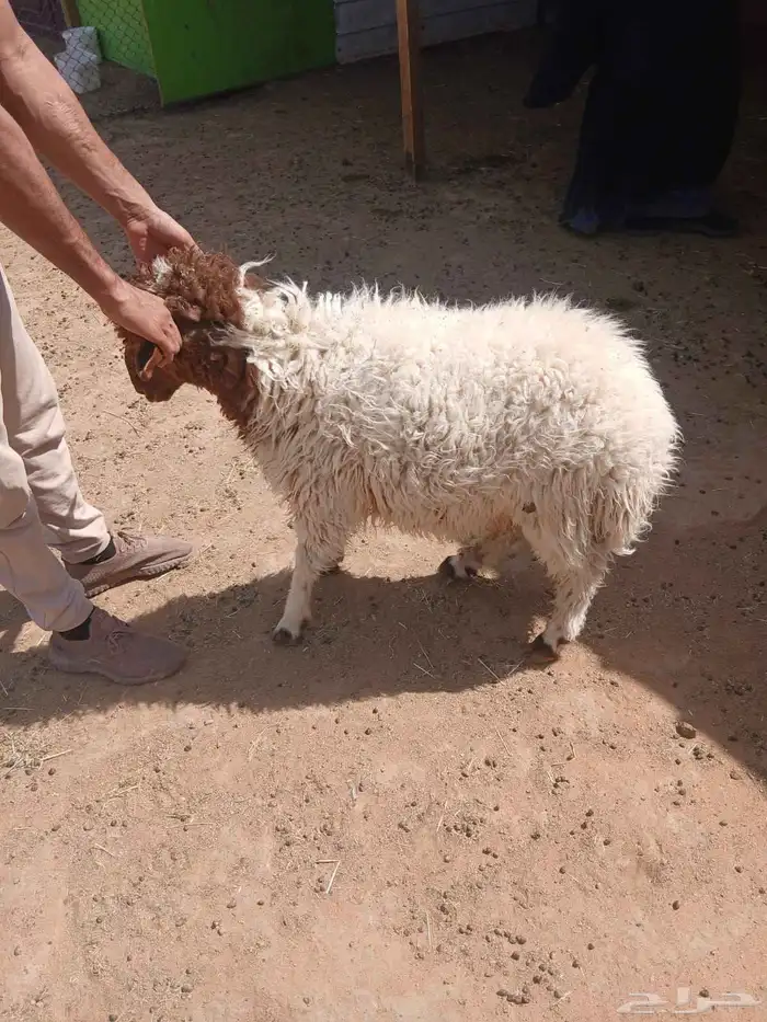 هرافي خرفان ورخال نعيمي بلدي شرط 3