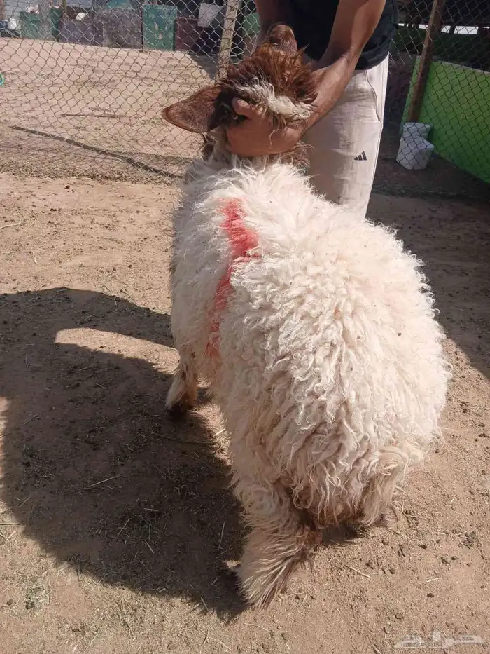 هرافي خرفان ورخال نعيمي بلدي شرط 0