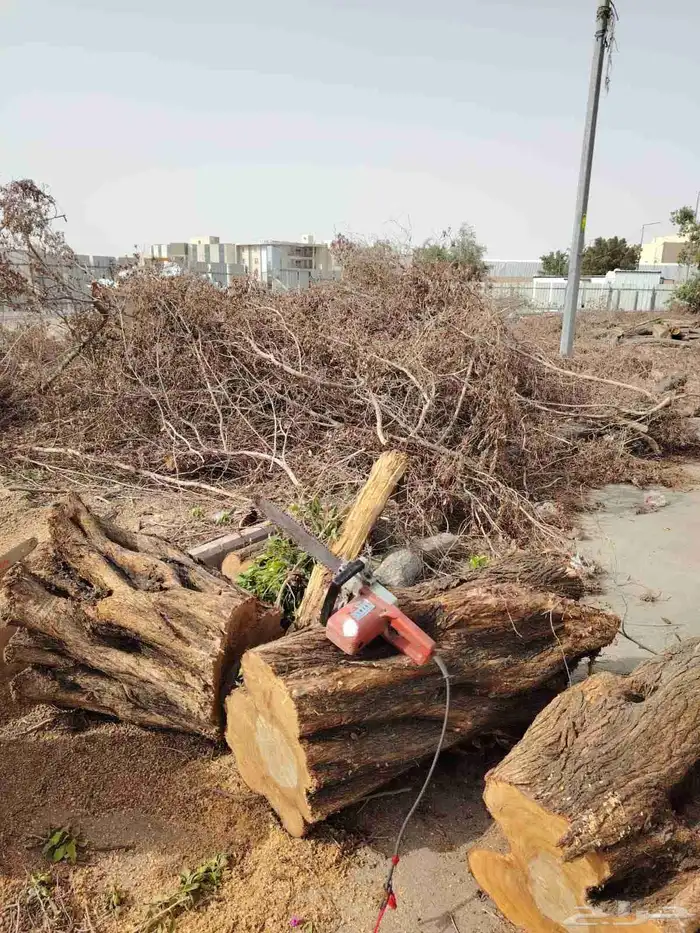 توريد وزراعة النخيل والاشجار والزهور والثيل الطبيعي 6